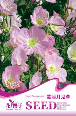 美丽月见草